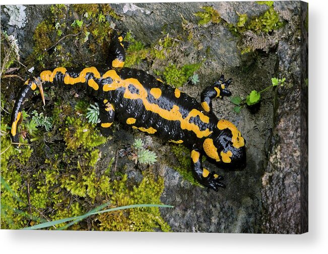 Adult Acrylic Print featuring the photograph Adult Fire Salamander by Bob Gibbons/science Photo Library
