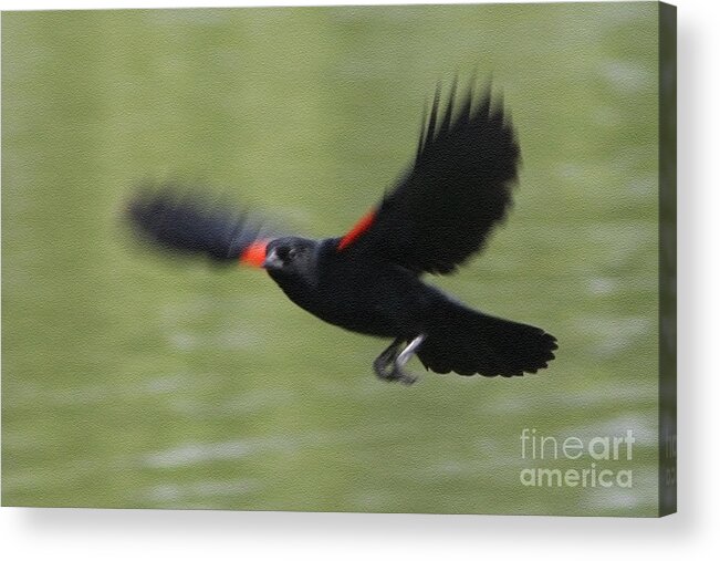 Christian Acrylic Print featuring the photograph Aerial Blackbird by Anita Oakley