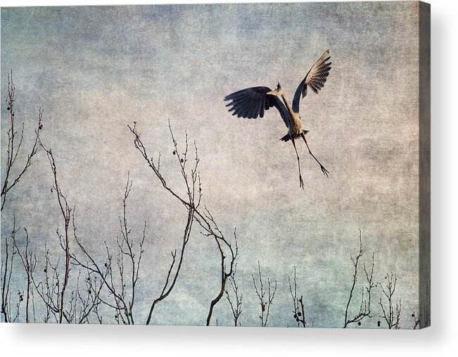 Heron Acrylic Print featuring the photograph Aerial Dance by Dale Kincaid