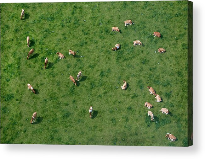 Animal Themes Acrylic Print featuring the photograph Aerial View Of Cows Grazing by Allan Baxter