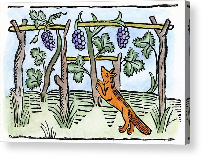 1484 Acrylic Print featuring the drawing Aesop The Fox & The Grapes by Granger