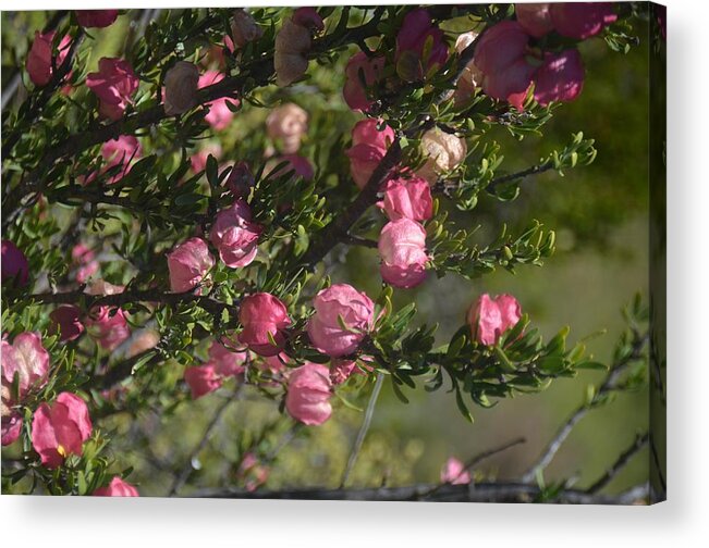 Nature Acrylic Print featuring the photograph African Blossom by Dorota Nowak