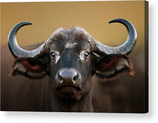 Buffalo Acrylic Print featuring the photograph African buffalo Cow Portrait by Johan Swanepoel