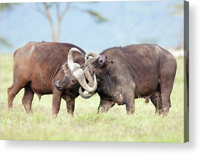 African Fighting Print by Peter Chadwick/science Photo Library