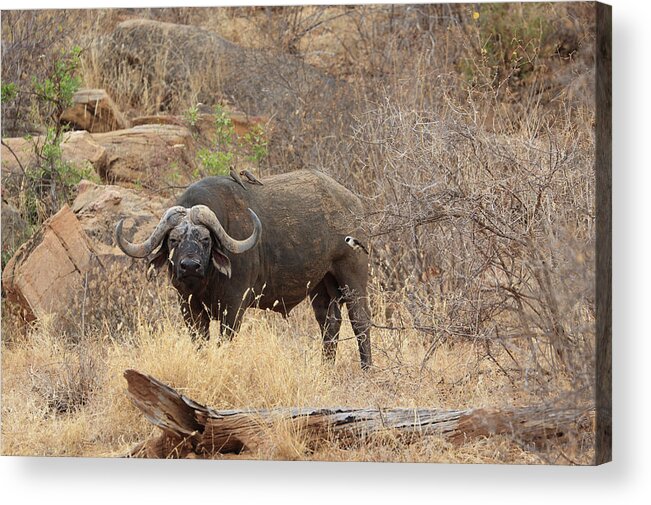 Horned Acrylic Print featuring the photograph African Buffalo,tsavo National Park by Vincenzo Lombardo