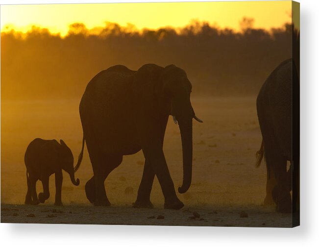 Feb0514 Acrylic Print featuring the photograph African Elephant And Calf At Sunset by Pete Oxford