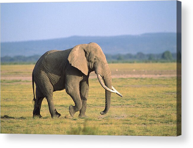 Feb0514 Acrylic Print featuring the photograph African Elephant Bull On Grassland by Gerry Ellis