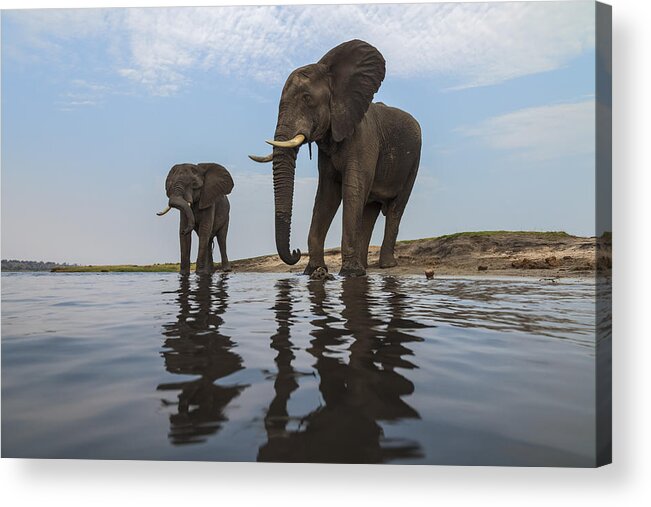Vincent Grafhorst Acrylic Print featuring the photograph African Elephant Bulls Along Chobe by Vincent Grafhorst
