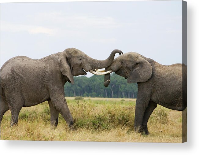 00784026 Acrylic Print featuring the photograph African Elephant Bulls Fighting by Suzi Eszterhas