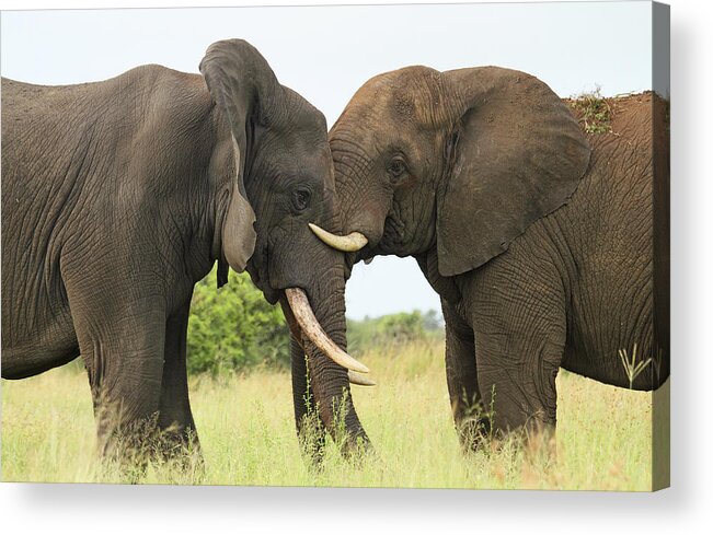 Perry De Graaf Acrylic Print featuring the photograph African Elephant Bulls Play-fighting by Perry de Graaf