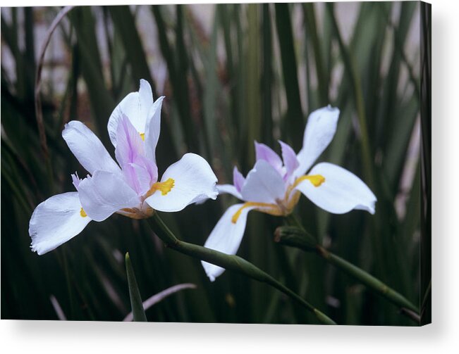 Dietes Vegeta Acrylic Print featuring the photograph African Iris (dietes Vegeta) by Sally Mccrae Kuyper/science Photo Library