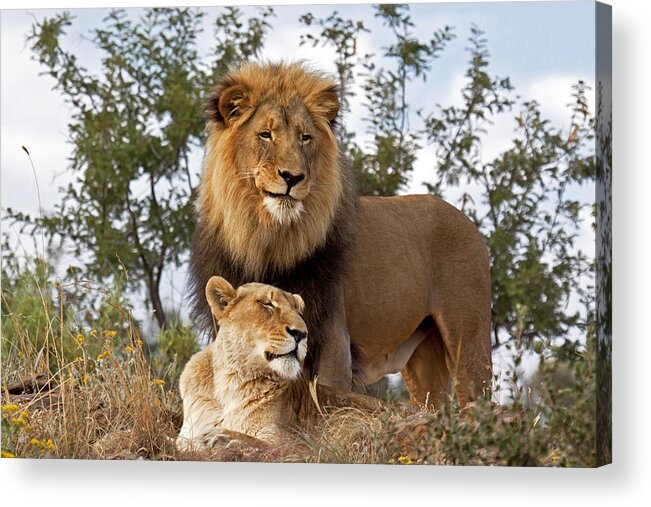 Nis Acrylic Print featuring the photograph African Lion And Lioness Botswana by Erik Joosten