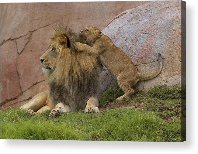 Feb0514 Acrylic Print featuring the photograph African Lion Cub Playing With Male by San Diego Zoo