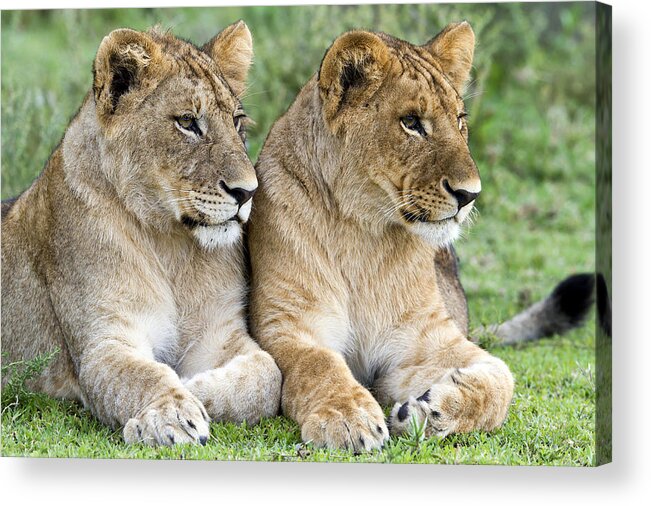Nis Acrylic Print featuring the photograph African Lion Juveniles Serengeti Np by Erik Joosten