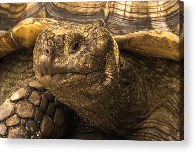 Tortoise Acrylic Print featuring the photograph African Tortoise by George Kenhan