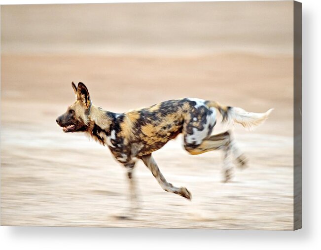 Africa Acrylic Print featuring the photograph African wild dog by Science Photo Library