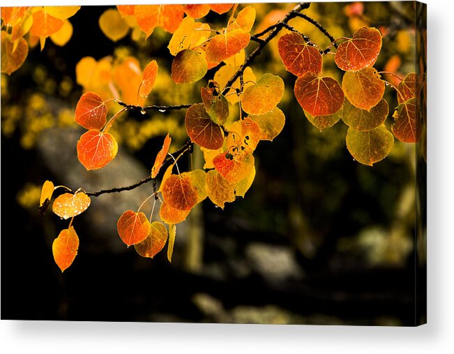 Fall Acrylic Print featuring the photograph After Rain by Chad Dutson