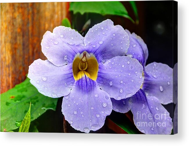 Flower Acrylic Print featuring the photograph After the Rain by Bob Hislop
