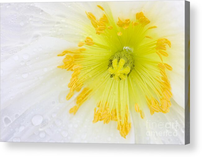 Poppy Acrylic Print featuring the photograph After the Rain by Patty Colabuono