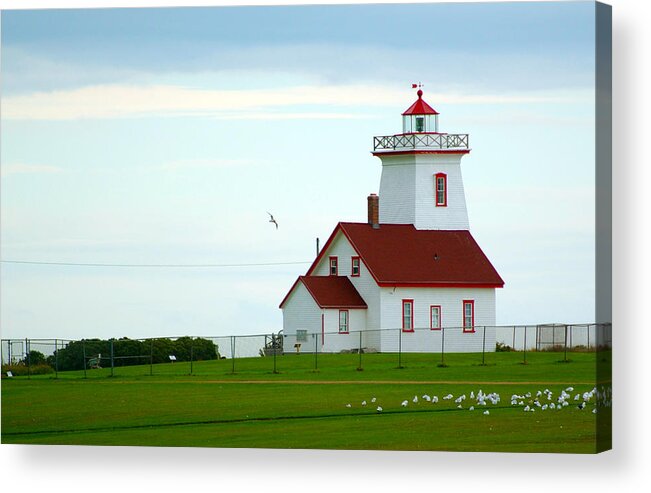 Seagull Acrylic Print featuring the photograph After The Rain by Ron Haist