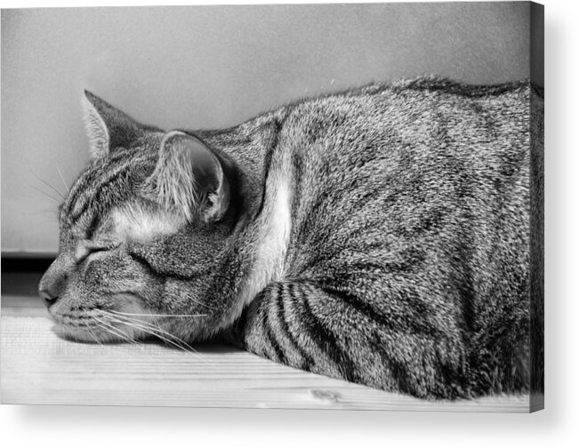 Cat Acrylic Print featuring the photograph Afternoon Cat Nap by Georgette Grossman