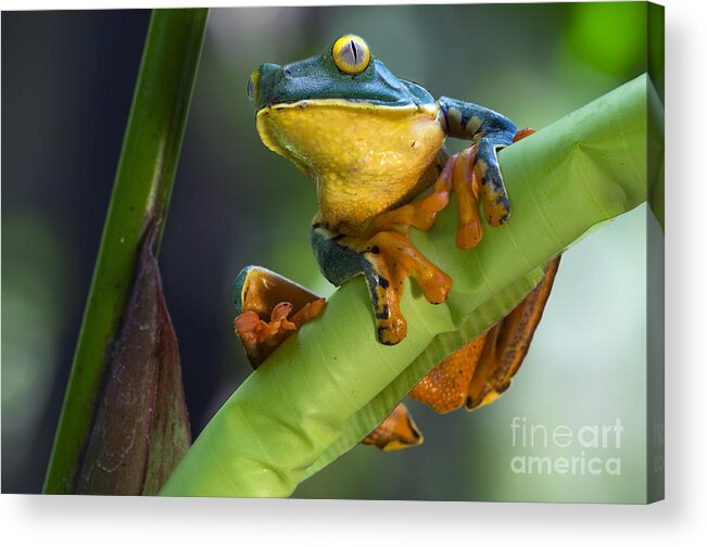 Splendid Leaf Frog Acrylic Print featuring the photograph Agalychnis calcarifer 4 by Arterra Picture Library