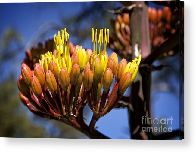Agave Acrylic Print featuring the photograph Agave Blooms by Ron Chilston