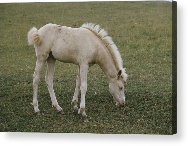 Albinic Acrylic Print featuring the photograph Albino Foal by Elisabeth Weiland