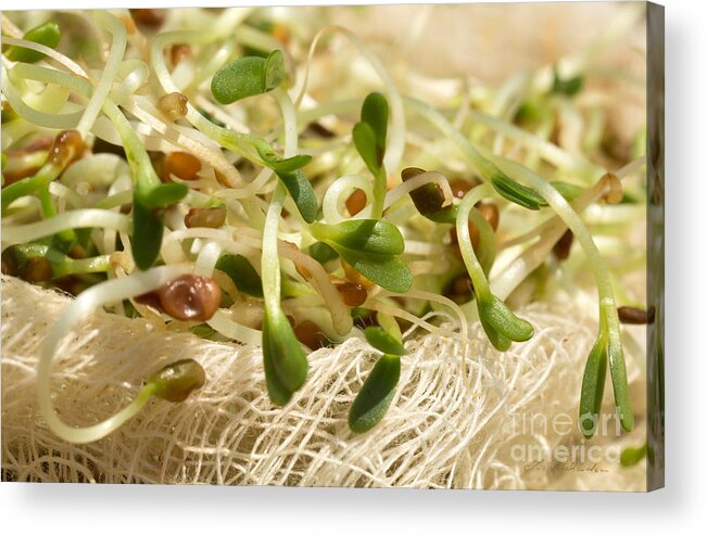 Alfalfa Sprouts Acrylic Print featuring the photograph Alfalfa Sprouts by Iris Richardson