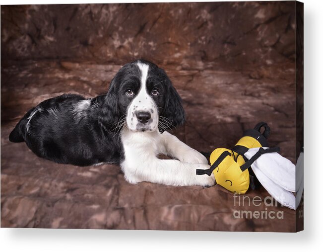  Acrylic Print featuring the photograph Alfred by Alana Ranney