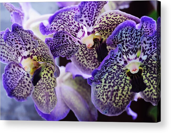 Orchid Acrylic Print featuring the photograph Aliens. Orchids from Keukenhof. Netherlands by Jenny Rainbow