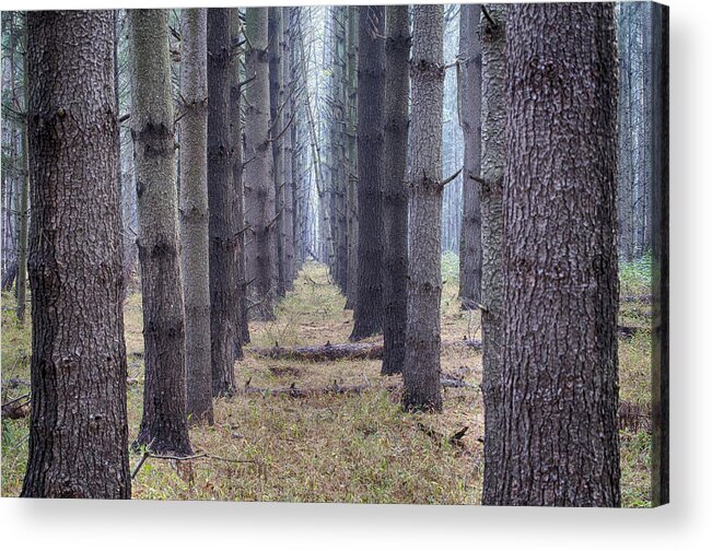 Trees Acrylic Print featuring the photograph All in a Row by Melinda Dreyer