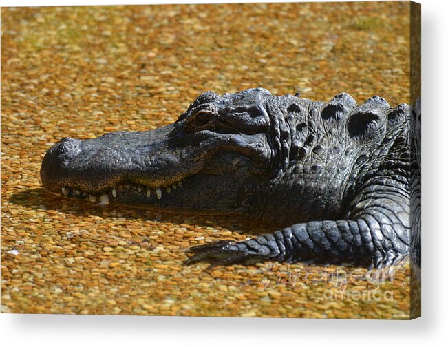 Alligator Acrylic Print featuring the photograph Alligator by DejaVu Designs