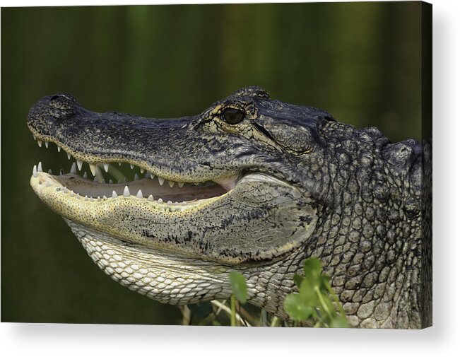 Alligator Acrylic Print featuring the photograph Alligator with mouth open by Bradford Martin