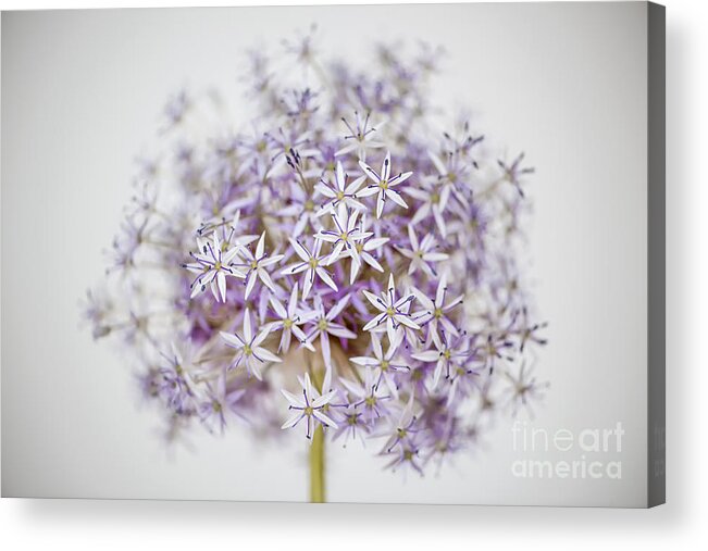 Onion Acrylic Print featuring the photograph Allium flower by Elena Elisseeva