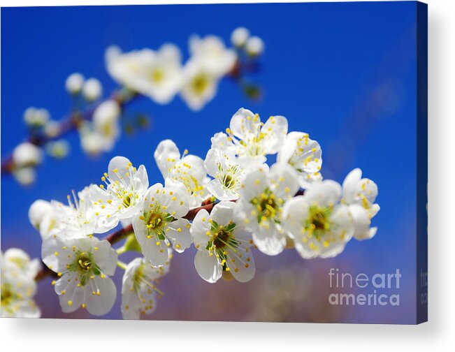 Abstract Acrylic Print featuring the photograph Almond Blossom by Carlos Caetano