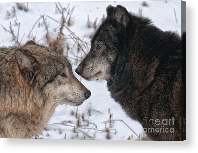 Wolf Acrylic Print featuring the photograph Alpha by Craig Leaper