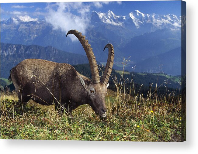 00192904 Acrylic Print featuring the photograph Alpin Ibex Male Grazing by Konrad Wothe