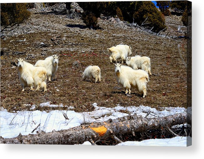 Mountain Goat Acrylic Print featuring the photograph Alpine Mountain Goats by Greg Norrell