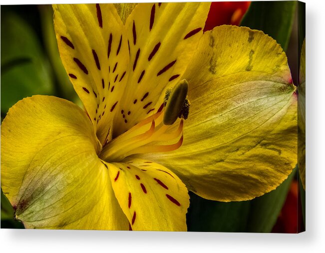 Alstroemeria Acrylic Print featuring the photograph Alstroemeria Bloom by Ron Pate