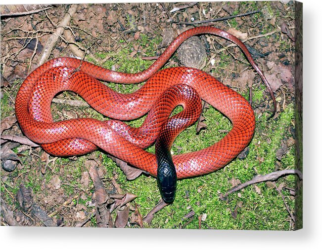 Pseudoboa Coronata Acrylic Print featuring the photograph Amazon Scarlet Snake by Dr Morley Read/science Photo Library