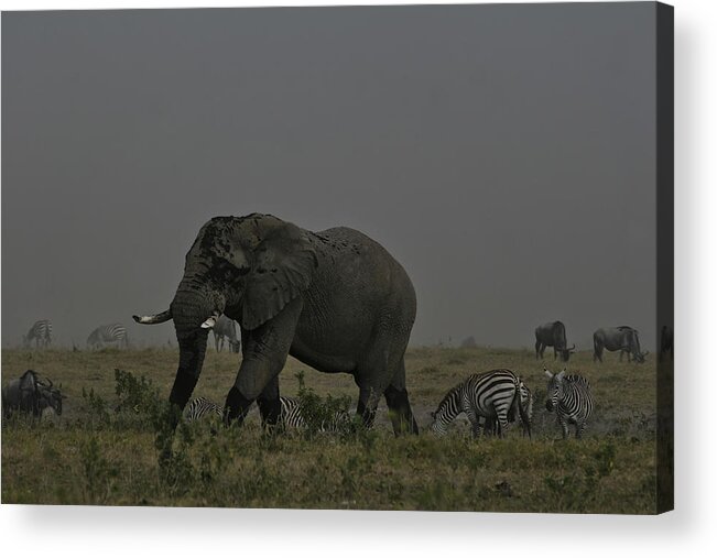 Dust Storm Acrylic Print featuring the photograph Amboseli Giant by Gary Hall