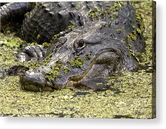 American Alligator Acrylic Print featuring the photograph American Alligator Print by Meg Rousher