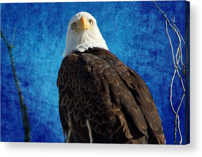 Bald Eagle Acrylic Print featuring the photograph American Bald Eagle Blues by James BO Insogna