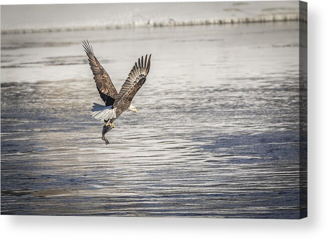 American Bald Eagle Acrylic Print featuring the photograph American Bald Eagle With A Fish 4 by Thomas Young