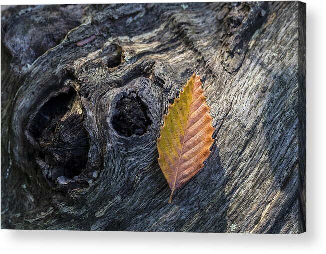 Andrew Pacheco Acrylic Print featuring the photograph American Beech Leaf by Andrew Pacheco