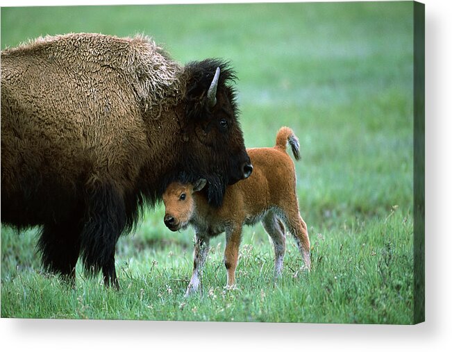 00761609 Acrylic Print featuring the photograph American Bison and Calf Yellowstone NP by Suzi Eszterhas