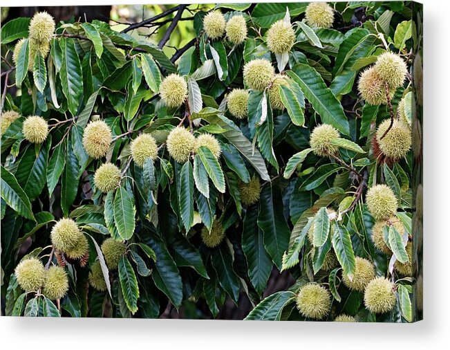 American Chestnut Acrylic Print featuring the photograph American Chestnut (castanea Dentata) by Dr. Nick Kurzenko