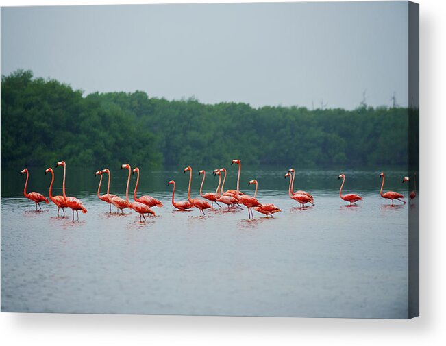 Animal Themes Acrylic Print featuring the photograph American Flamingo, Phoenicopterus Ruber by Juergen Ritterbach