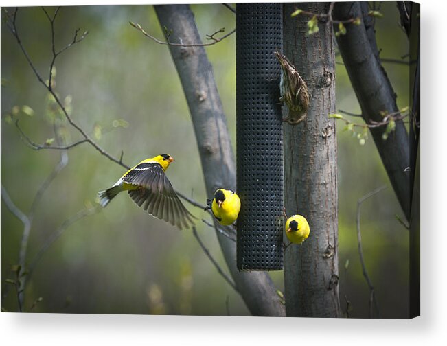 American Acrylic Print featuring the photograph American Goldfinch by Bill Cubitt